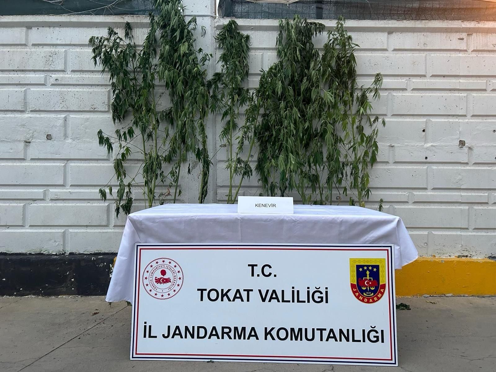 Niksar  Jandarmadan Uyuşturucu Operasyonu